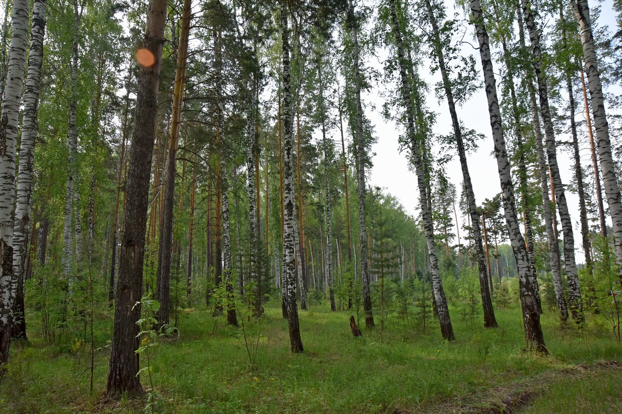 Ликвидированы все лесные пожары в Свердловской области